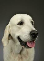 portrait de une magnifique d'or retriever chiot photo