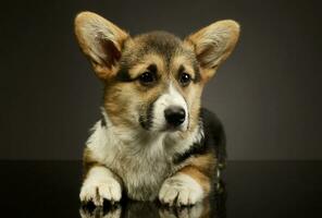 studio coup de un adorable corgie photo