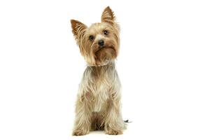 studio coup de un adorable Yorkshire terrier photo