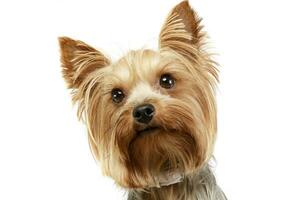 portrait de un adorable Yorkshire terrier photo