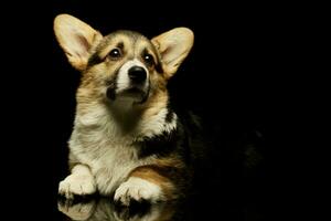 studio coup de un adorable corgie photo