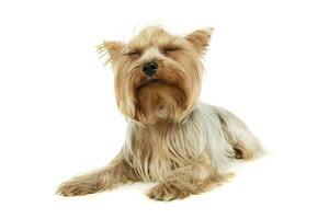 studio coup de un adorable Yorkshire terrier photo