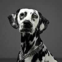 mignonne Dalmatiens portrait dans gris Contexte photo studio
