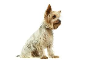 studio coup de un adorable Yorkshire terrier photo