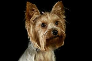 portrait de un adorable Yorkshire terrier photo