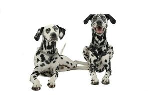 deux mignonne Dalmatiens mensonge dans blanc Contexte photo studio