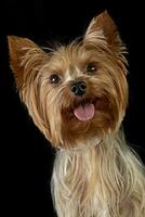 mignonne Yorkshire terrier dans une noir photo studio