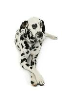 studio coup de un adorable dalmatien chien avec différent coloré yeux mensonge et à la recherche avec curiosité photo