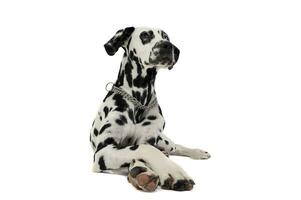 mignonne Dalmatiens mensonge avec franchi jambes dans blanc Contexte photo studio