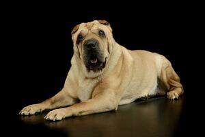 studio coup de une charmant shar pei photo