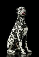 studio coup de un adorable dalmatien chien avec différent coloré yeux séance et lécher le sien lèvres photo