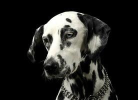 mignonne Dalmatiens portrait dans noir Contexte photo studio