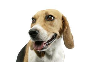 portrait de un adorable beagle photo