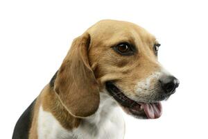 portrait de un adorable beagle photo