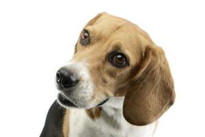 portrait de un adorable beagle photo