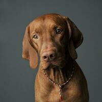 un adorable magyar vizsla à la recherche sérieusement à le caméra photo