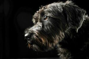 mixte race câblé cheveux chien portrait dans noir studio Contexte photo