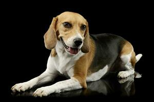 studio coup de un adorable beagle photo