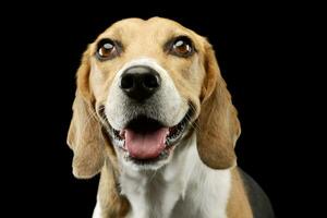 portrait de un adorable beagle photo