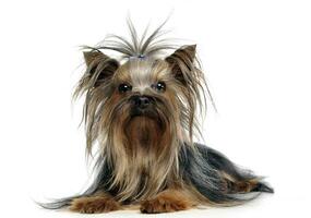 charmant Yorkshire terrier mensonge dans une blanc studio sol photo