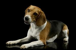 studio coup de un adorable beagle photo