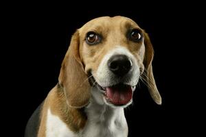 portrait de un adorable beagle photo