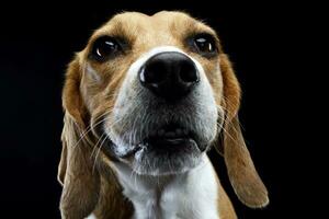 portrait de un adorable beagle photo