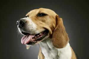 portrait de un adorable beagle photo