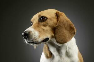 portrait de un adorable beagle photo