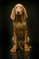 très mignonne chiot hongrois vizsla dans le foncé studio photo