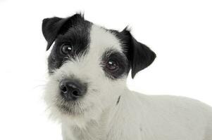 un adorable pasteur Russell terrier à la recherche avec curiosité à le caméra photo