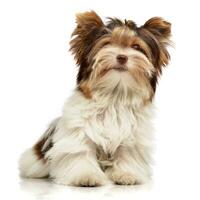 studio coup de une mignonne bieber Yorkshire terrier chiot photo