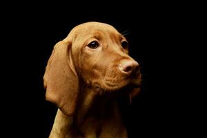 portrait de une charmant magyar vizsla chiot photo