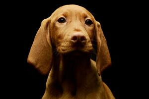 portrait de une charmant magyar vizsla chiot photo