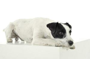 un adorable pasteur Russell terrier mensonge Malheureusement sur une blanc cube photo