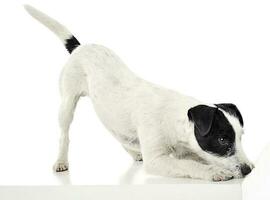 pasteur Russell terrier appel à jouer dans le blanc photo studio