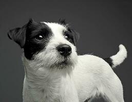 pasteur Russell terrier à la recherche de côté dans le gris photo Contexte