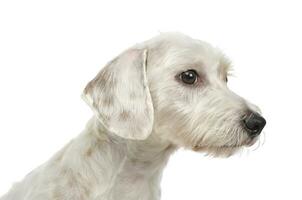 portrait de un adorable mixte race chien à la recherche timide photo