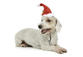 studio coup de un adorable mixte race chien mensonge et portant une marrant Père Noël claus chapeau photo