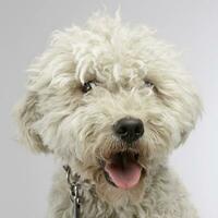 chiot blanc puli dans le photo studio