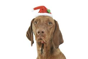 portrait de un adorable magyar vizsla à la recherche avec marrant Père Noël claus chapeau photo