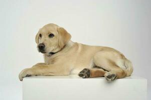 un adorable Labrador retriever chiot mensonge sur blanc Contexte. photo