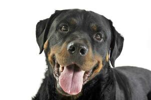 rottweiler mensonge dans le blanc studio sol photo