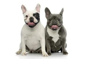 studio coup de deux adorable français bouledogue photo