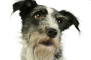 portrait de un adorable mixte race chien photo