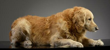 studio coup de un adorable d'or retriever photo