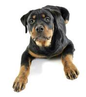 rottweiler mensonge dans le blanc studio sol photo