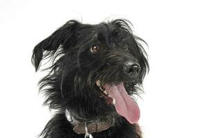 portrait de un adorable mixte race chien avec pendaison langue photo
