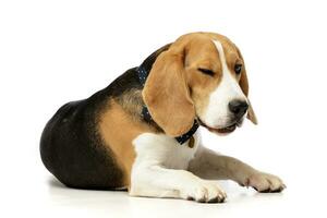 studio coup de un adorable beagle photo