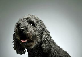 portrait de un adorable pumi à la recherche avec curiosité à le caméra - isolé sur gris Contexte photo